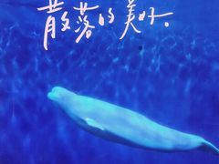 -泉城欧乐堡海洋极地世界