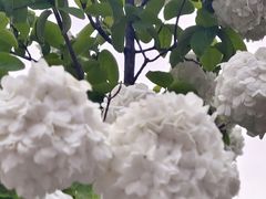 -曹州牡丹园