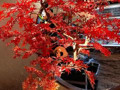 -红辣椒·川菜·火锅(大洋中心店)