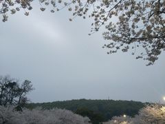 -武汉大学-樱园
