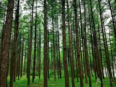 -塞罕坝国家级自然保护区