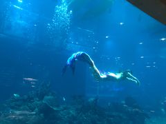 -海棠湾洲际-涛·海底餐厅·美人鱼·自助餐·海底隧道