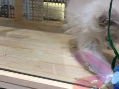 -藏猫猫咖啡主题馆(中央大道店)