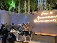 -Husky Go! 哈士奇体验馆·宠物咖啡厅狗咖