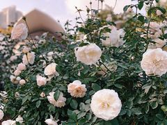 -人民公园(罗湖区)