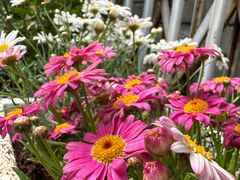 -花鸟鱼虫鲜花绿植市场(玉泉路店)