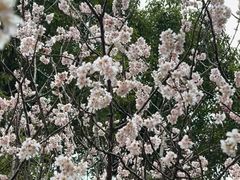 -上海吴淞炮台湾国家湿地公园