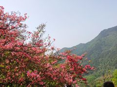 -木兰云雾山