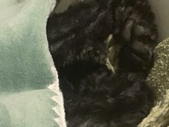 -多乐狗狗宠物训练工作室