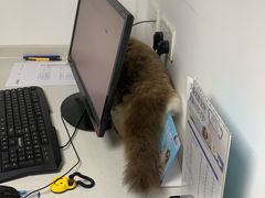 -宠颐生动物医院·猫科·心脏科(海口分院)