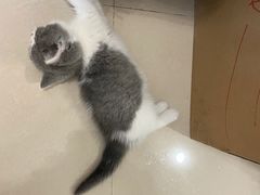 -欣宠猫屋·矮脚拿破仑·蓝金金渐层