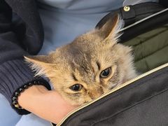 -美联众合动物医院·24h转诊中心