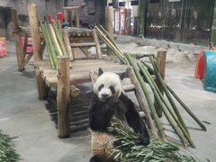 -栾川竹海野生动物园