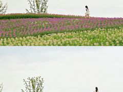 -径山花海