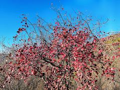 -北京西山国家森林公园