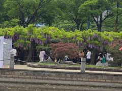 -嘉定紫藤园
