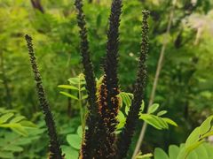 -秦岭终南山世界地质公园翠华山景区