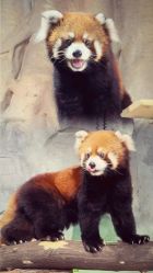 -Zoolung Zoolung动物主题公园(海信广场店)