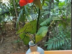 -帝豪酒店•马可勃罗西餐厅