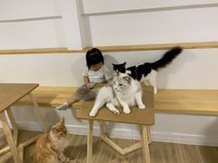 -李小姐の猫咖啡馆(五角场店)