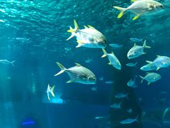 -北戴河圣蓝海洋公园