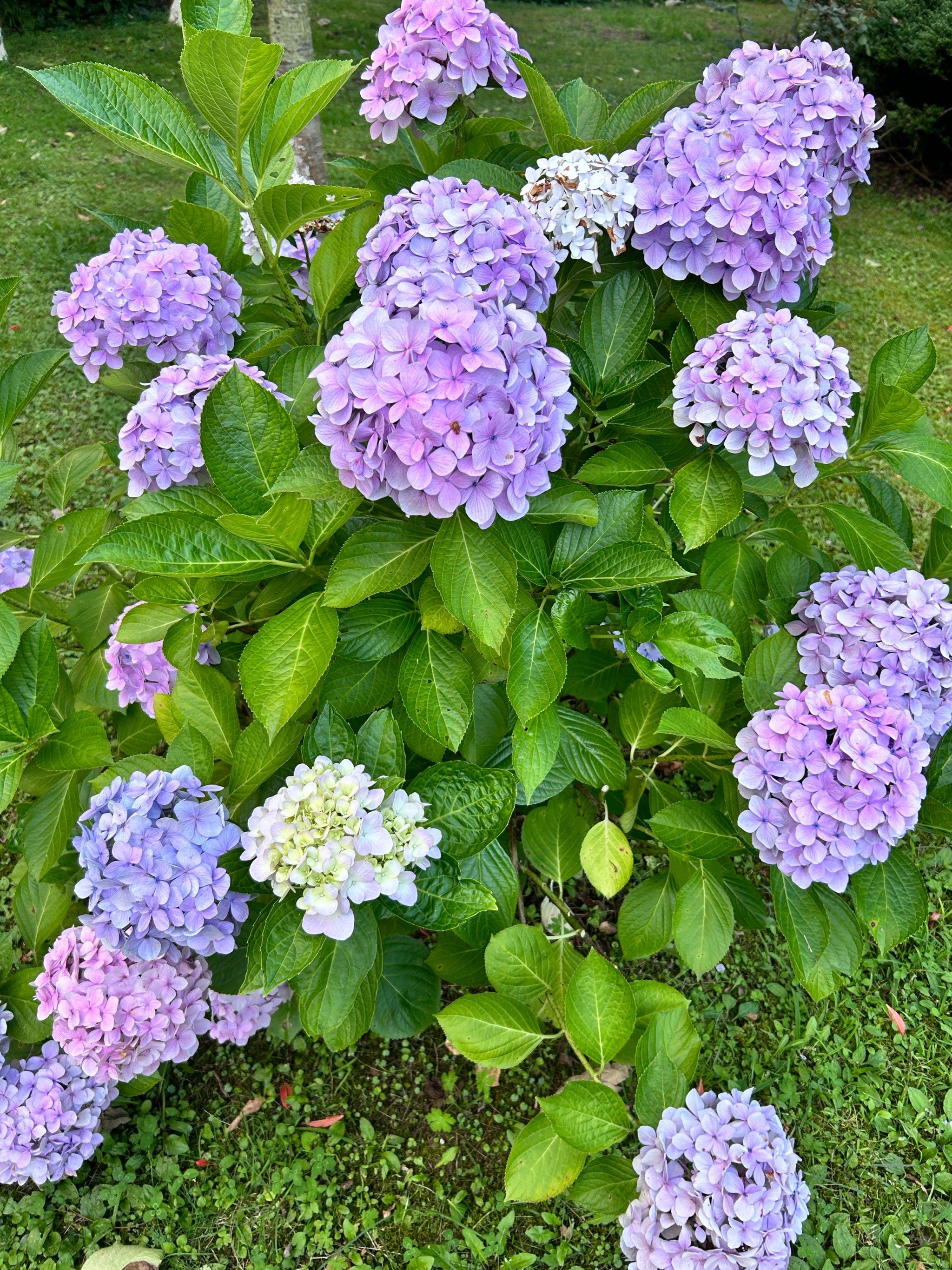 好美丽的绣球花