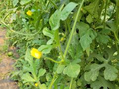 -庞各庄翠芳园西瓜蔬菜基地采摘园