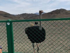 -新疆天山野生动物园