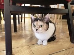 -Cappucimeow猫咪咖啡馆(韦伯时代店)
