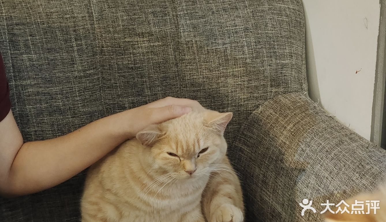 都给我去rua猫猫