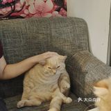 都给我去rua猫猫