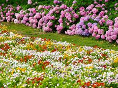 -上海共青森林公园