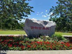 -御林古桑园