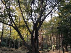 -蠡湖中央公园