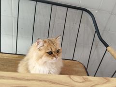 -豆逗聊愈猫阁Easy Life