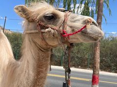 -黄河三峡风景名胜区