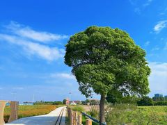 -杭州湾海上花田景区