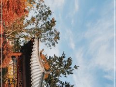 -莲花池公园