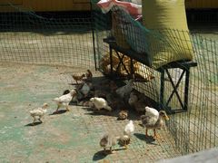 -前小桔亲子创意农场·草莓采摘·露营烧烤