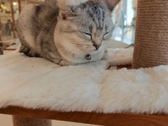 -共舞时光猫咖·狗咖(新街口店)