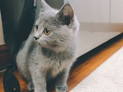 -猫宠乐园·专业洗护