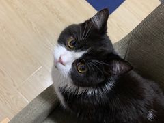 -柚子猫舍·精品猫舍购猫·猫咪认养·购宠·宠物店