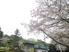-武汉大学-樱园