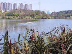 -重庆彩云湖湿地公园