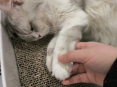 -COLOR PETS 撸猫馆·购猫·猫咖(长风大悦城店)