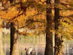 -白鹭湾湿地公园