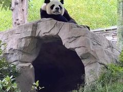 -卧龙中华大熊猫苑神树坪基地