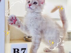 -十年猫舍·猫咪专门店(普陀店)