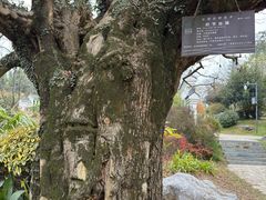 -东湖落雁景区