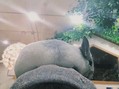 -藦茜花园宠物主题亲子互动体验馆(国顺东路店)